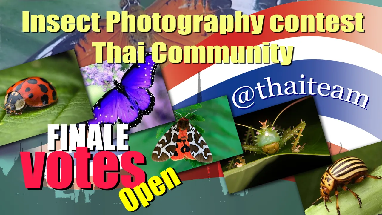 insect_photography_finale_vote3.png