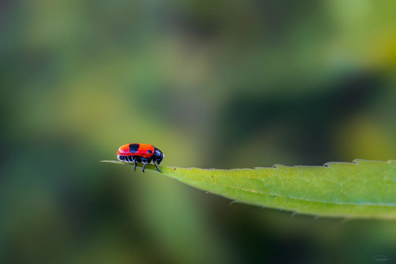 Red Bug or Beetle
