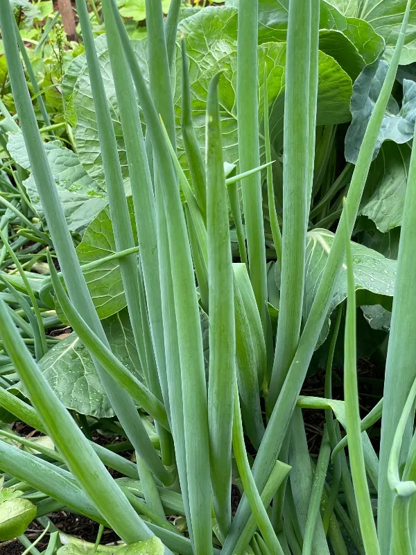 hive-garden-harvest-green-onion-.jpg