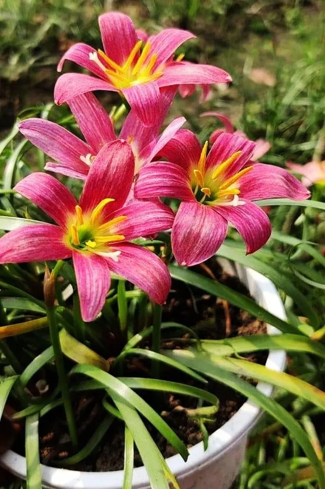 Large Anther Rain Lily 2.jpg
