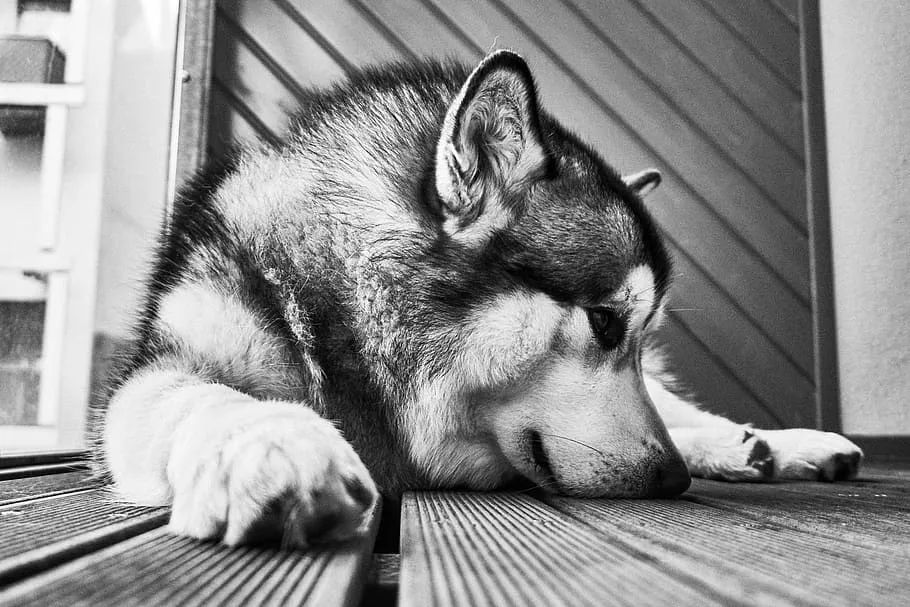 black-and-white-floor-dog-animal.jpg