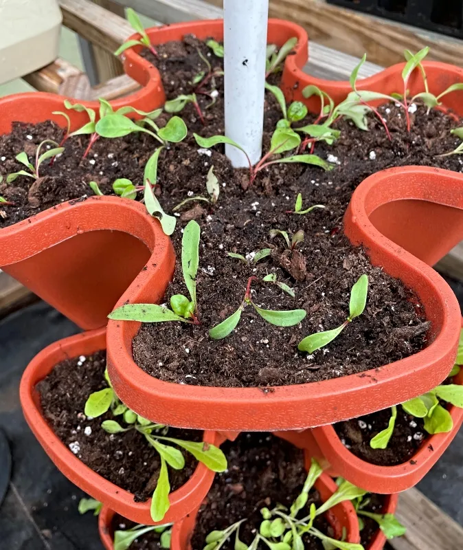 gardening-lettuce-tower-sunscape.jpg