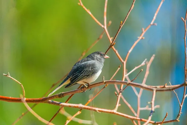 northern-mockingbird-4968800_640.jpg