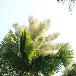 inflorescencia de la palma.jpg