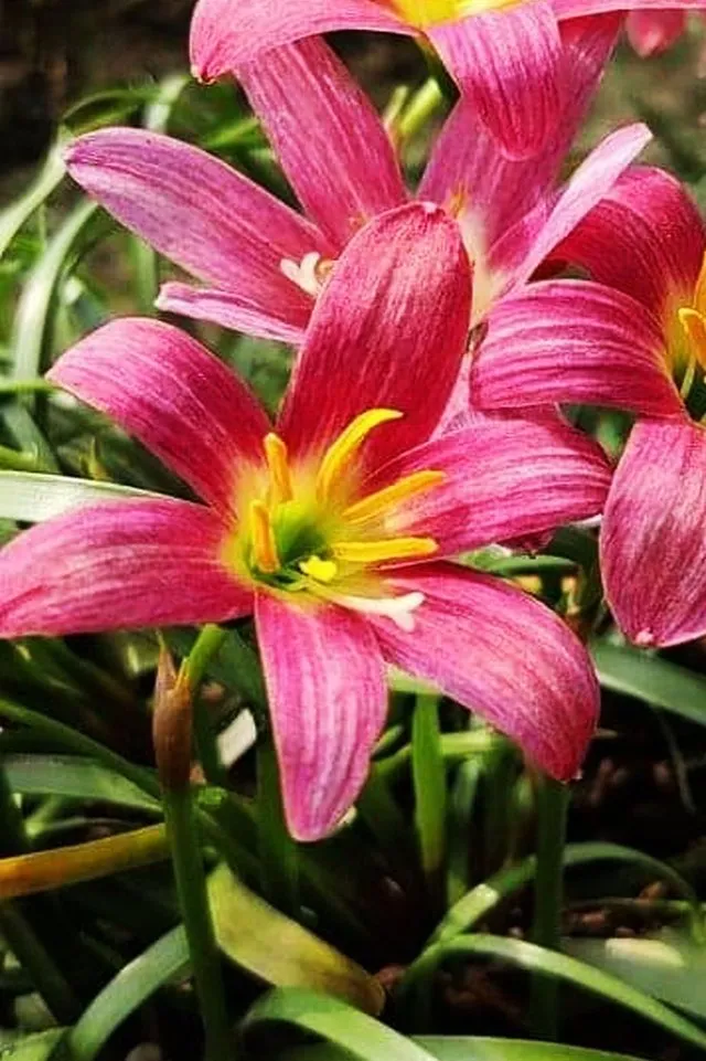 Large Anther Rain Lily 1.jpg
