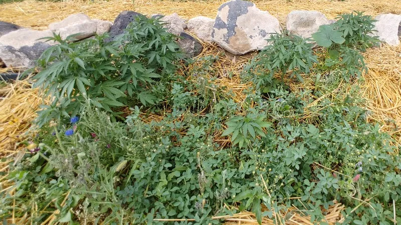 20210619_071930_HDR_copy_800x450.jpg