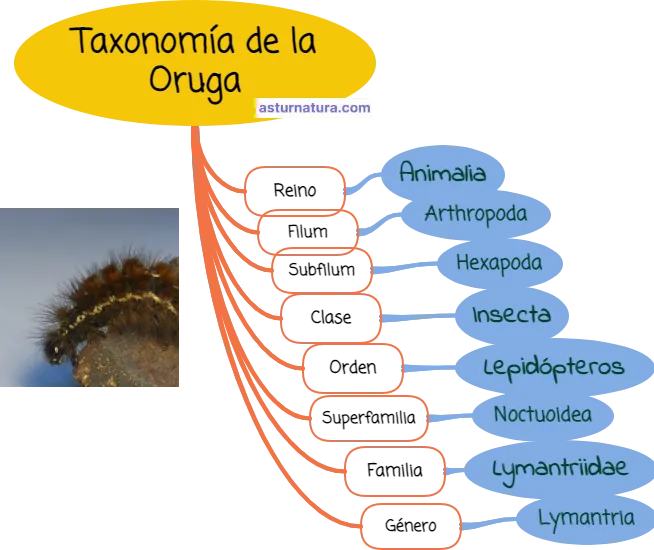 Taxonomía de la Oruga.png