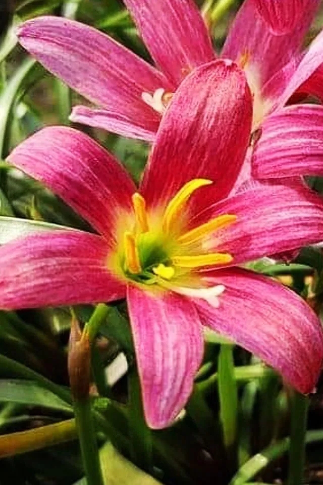 Large Anther Rain Lily 3.jpg