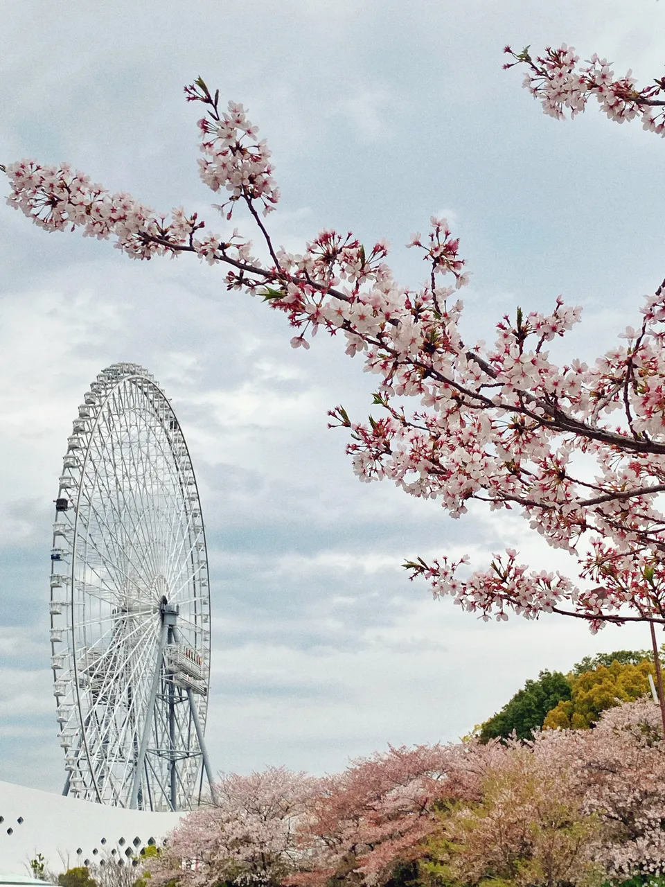 "Cherry Blossom at EXPOCITY.JPG"