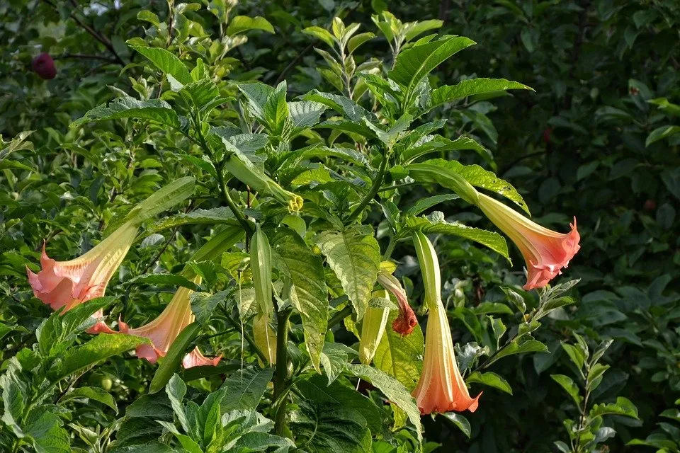 angel-trumpet-1283817_960_720.jpg