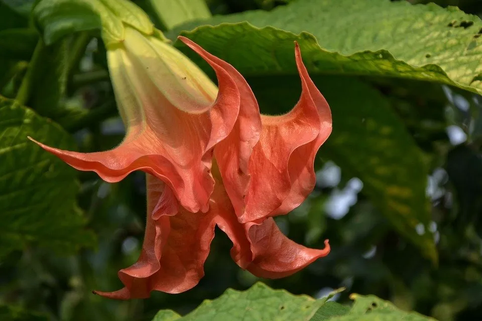 angel-trumpet-1283816_960_720.jpg