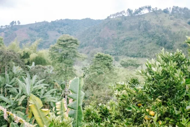 Flower blooming between coffee trees.