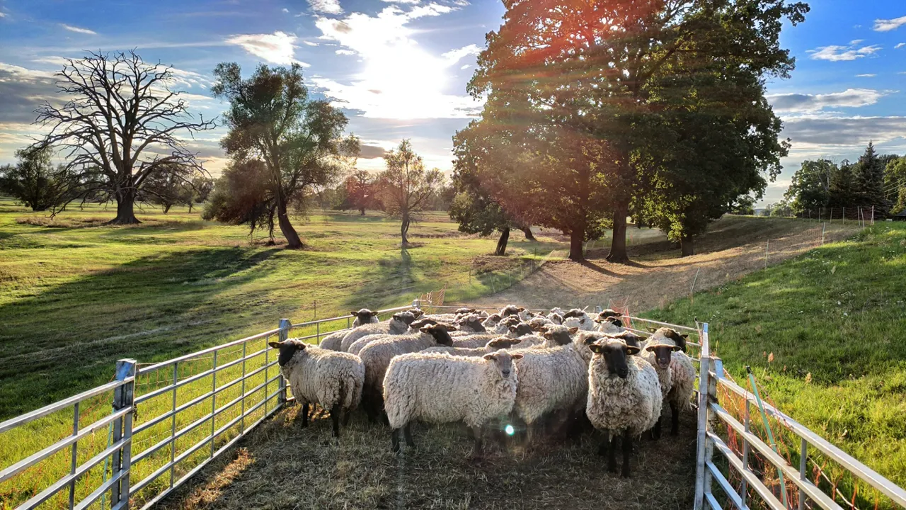 The sheeps before boarding