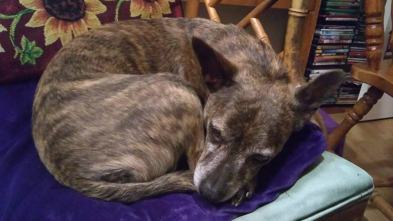 https://s3.us-east-2.amazonaws.com/partiko.io/img/stinawog-five-minute-freewrite-dog-breath-1532461869091.png
