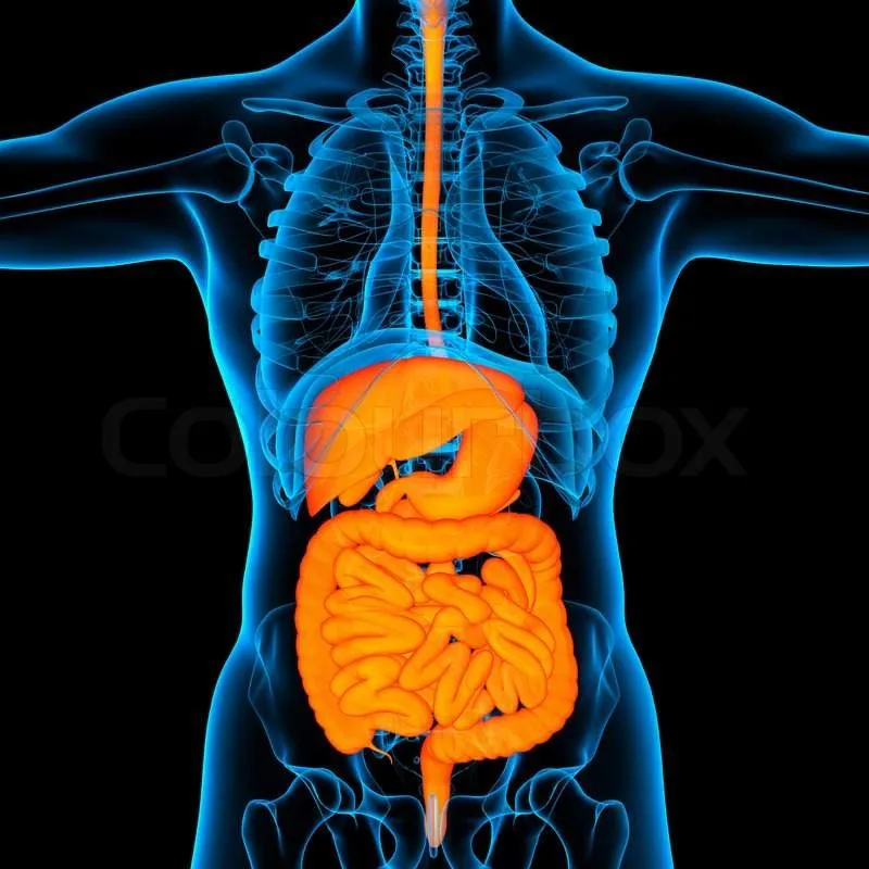 https://s3.us-east-2.amazonaws.com/partiko.io/img/vaibhavgond2182-digestive-system-2yzznb0m-1536564347565.png
