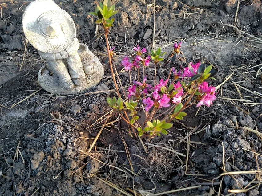 Azalea IMG_20180430_193126443.jpg