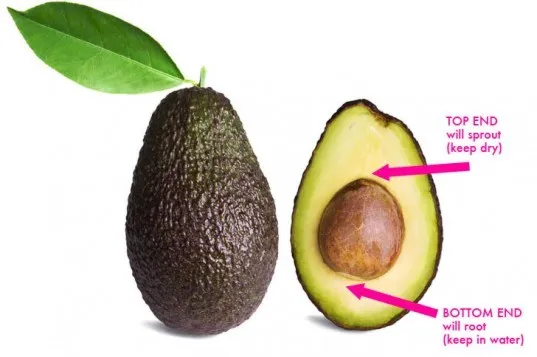 Avocado-Pit-Orientation-537x357.jpg