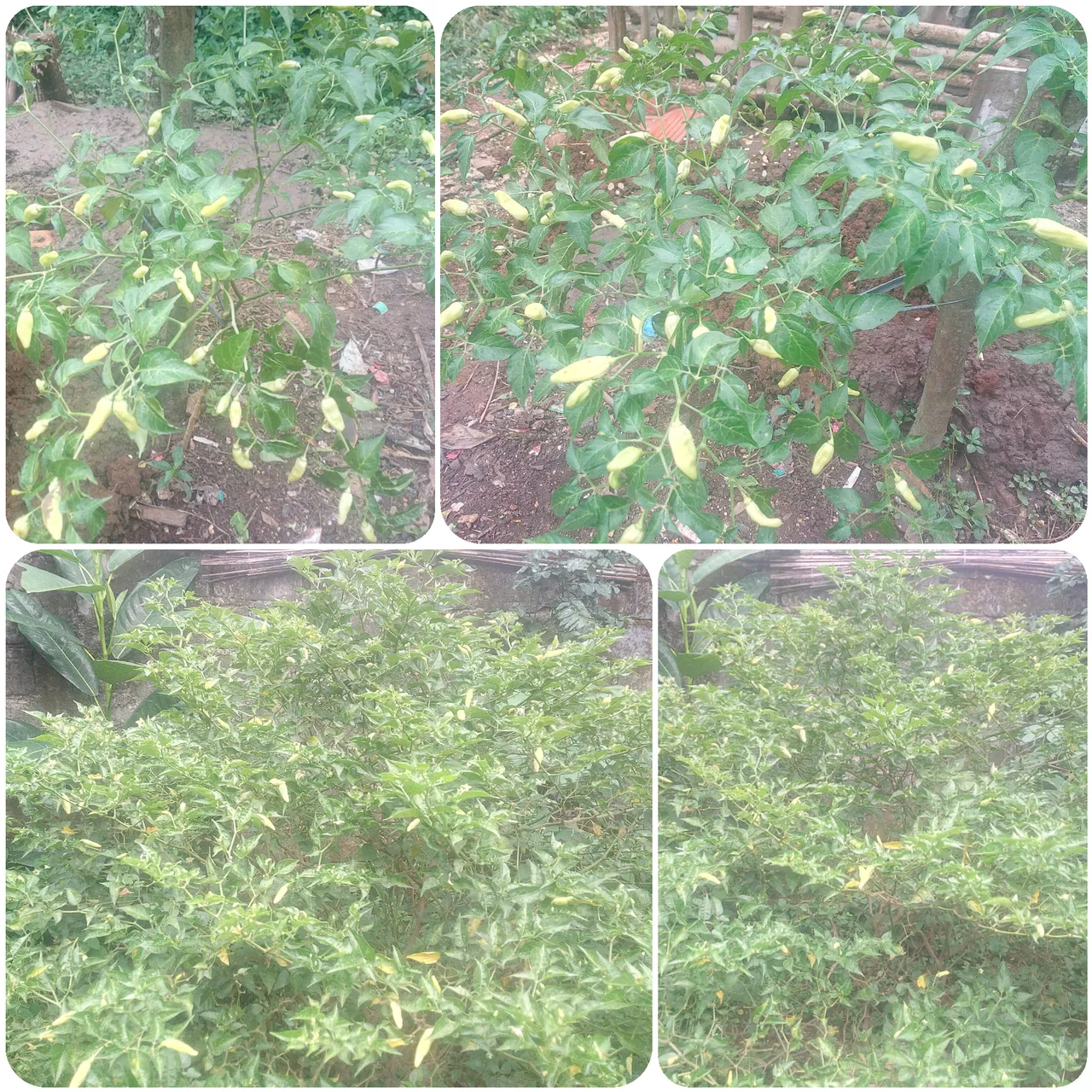 CollageMaker_20180415_152347088.jpg