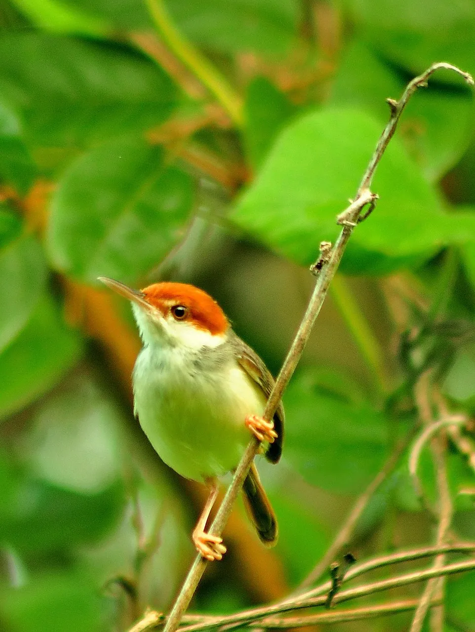 1200px-Rufous-tailed_tailorbird.jpg