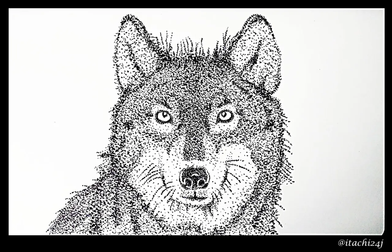 lobo finallllllllllllllllllll.jpg