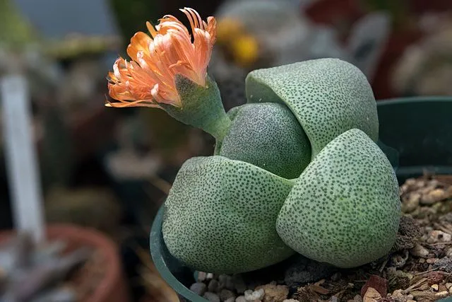 640px-Pleiospilos_nelii_Oakland.jpg
