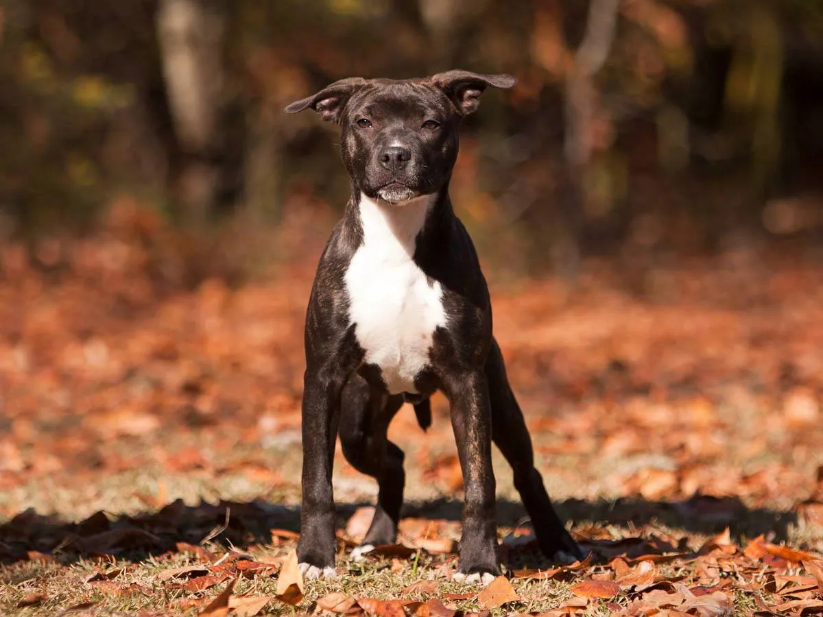 esoteric-tacoma-phantom-amstaff.jpg