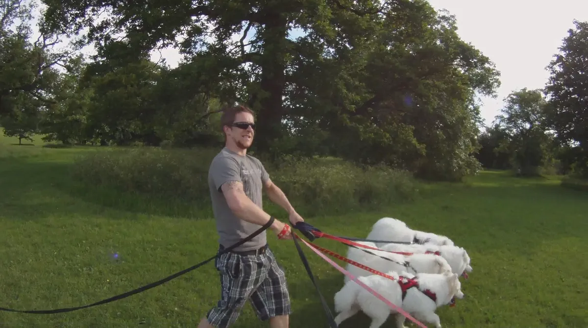 Roland walking samoyeds 2.png