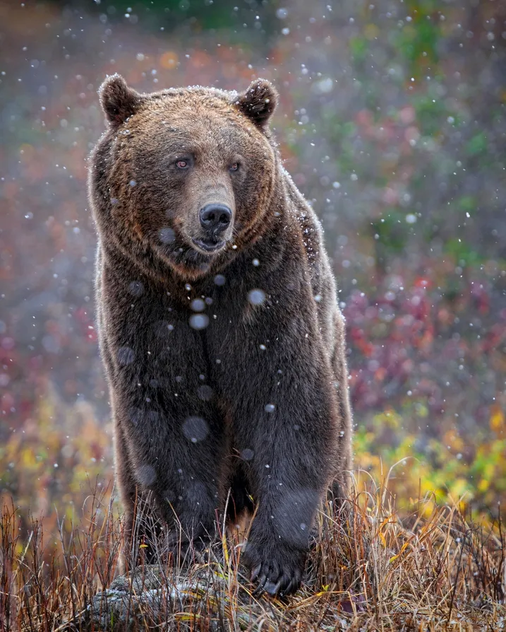 grizzly-bear-foto-anita-erdmann.jpg