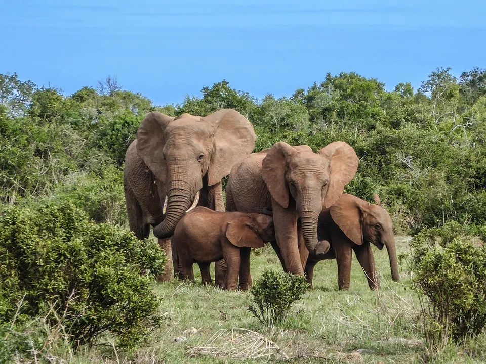 elephant-family-2776148_960_720.jpg