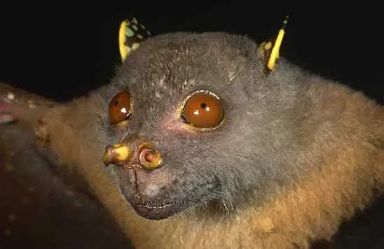 Philippine-Tube-Nosed-Fruit-Bat.jpg