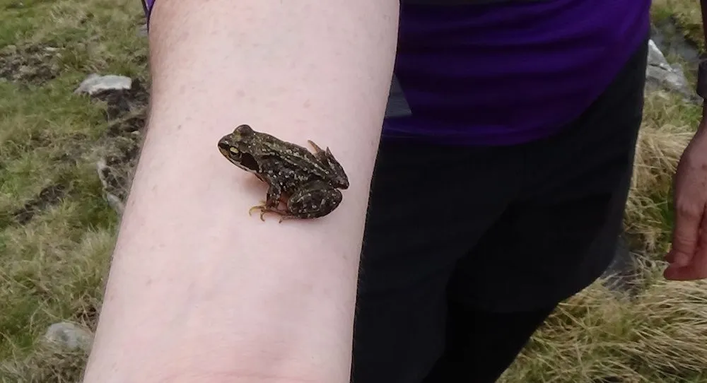 Frog on Nicky's arm sml.jpg