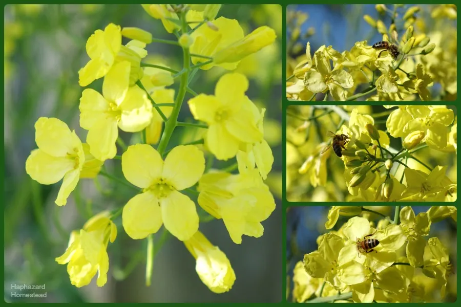 x collard flowers 1 WEB.jpg