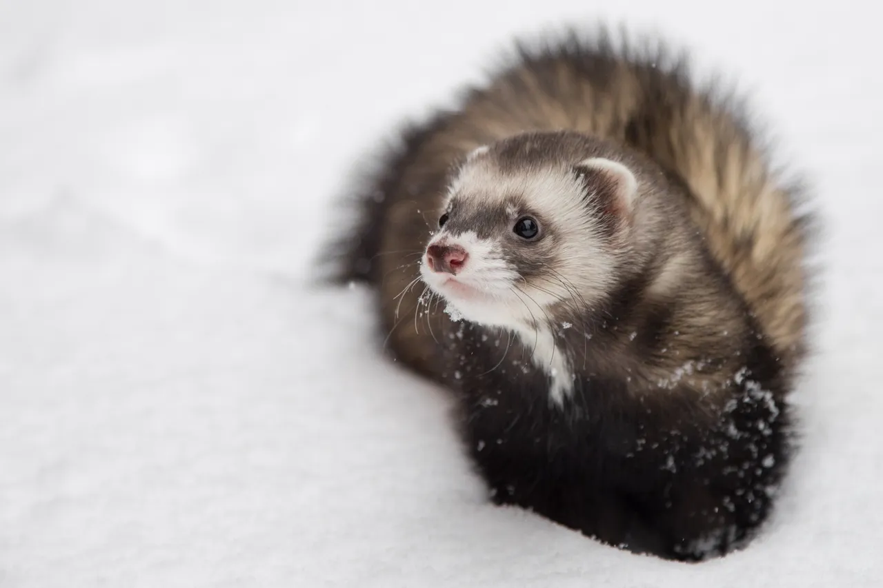 Free_Ferret_in_Snow_Stock_Photo.jpg