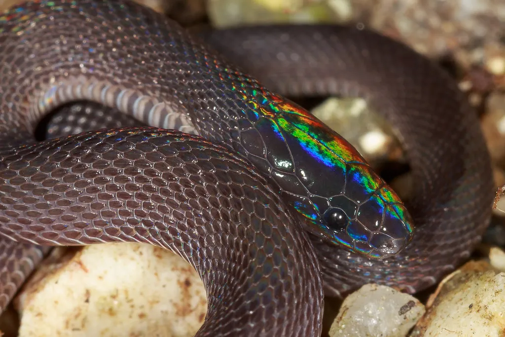 Formosan Odd Scaled Snake.jpg