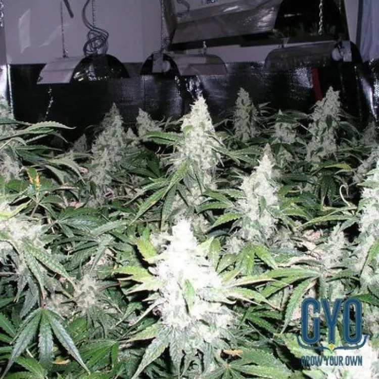 nirvana_seeds_white_widow_plant.jpg