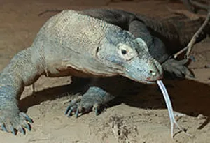 220px-Komodo_dragon_with_tongue.png