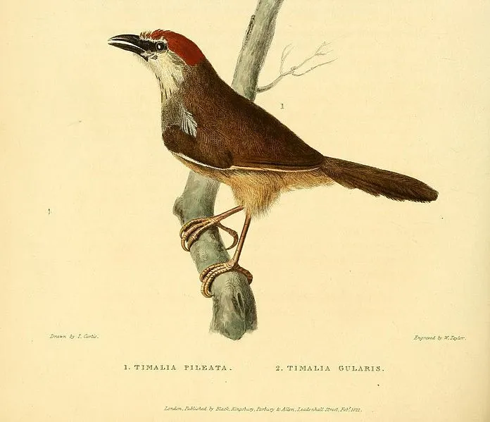 696px-Timalia_pileata_Horsfield.jpg