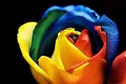 250px-Rainbow_Rose_(3366550029).jpg