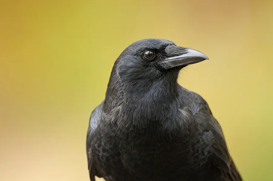 bigstock-American-crow-24582695.jpg