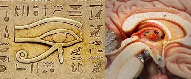 pineal-gland-and-eye-of-horus-1.jpg