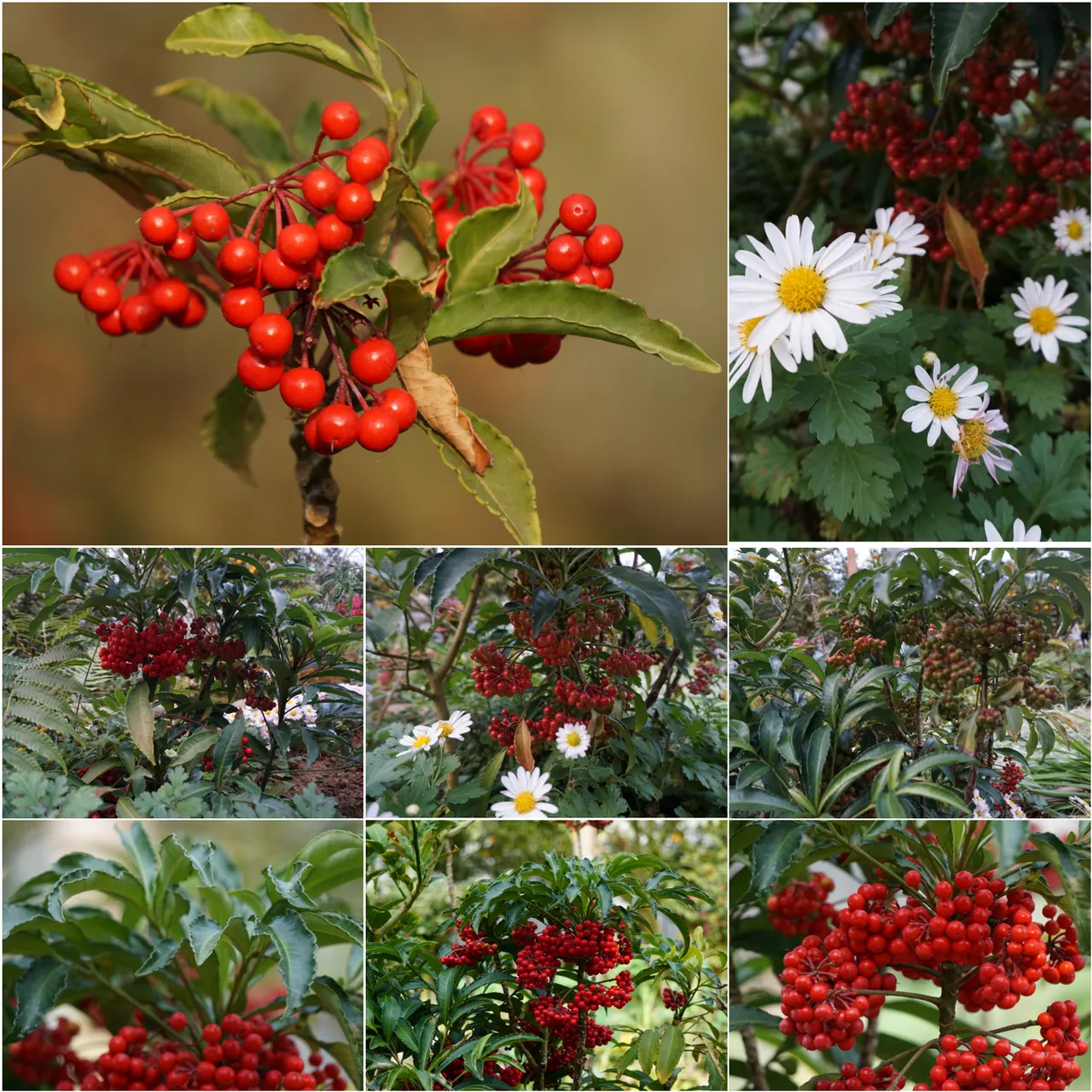 CollageMaker_20180226_093632532.jpg