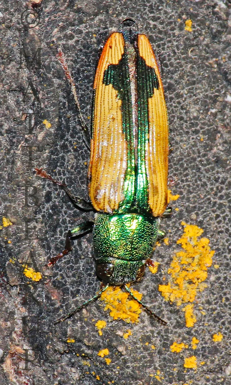 Buprestis viridisuturalis 4.jpg