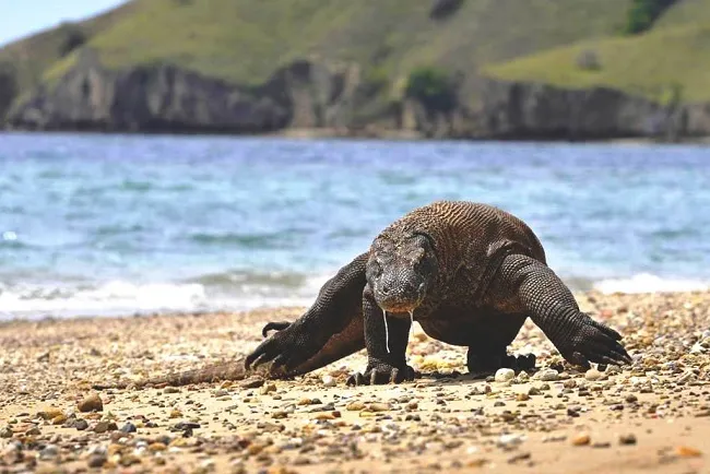 Welcome-to-Komodo-National-Park.jpg