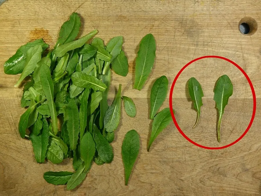 x wilted wild lettuce 6.jpg