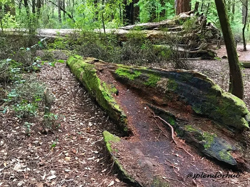 @splendorhub cracked tree.JPG