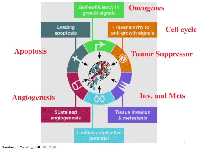 molecular-basis-of-cancer-5-638.jpg