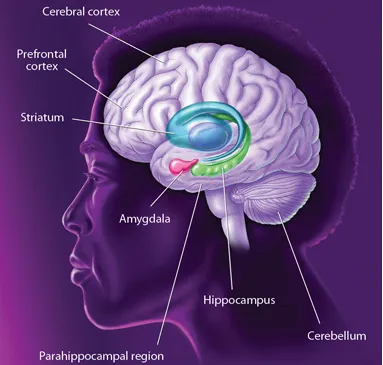 Hippocamppus-and-frontal-cortex.jpg