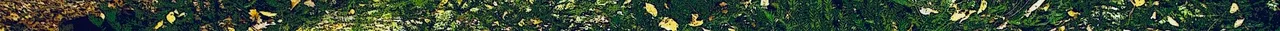 barwy-jesieni-1508704060Kbv 5.jpg