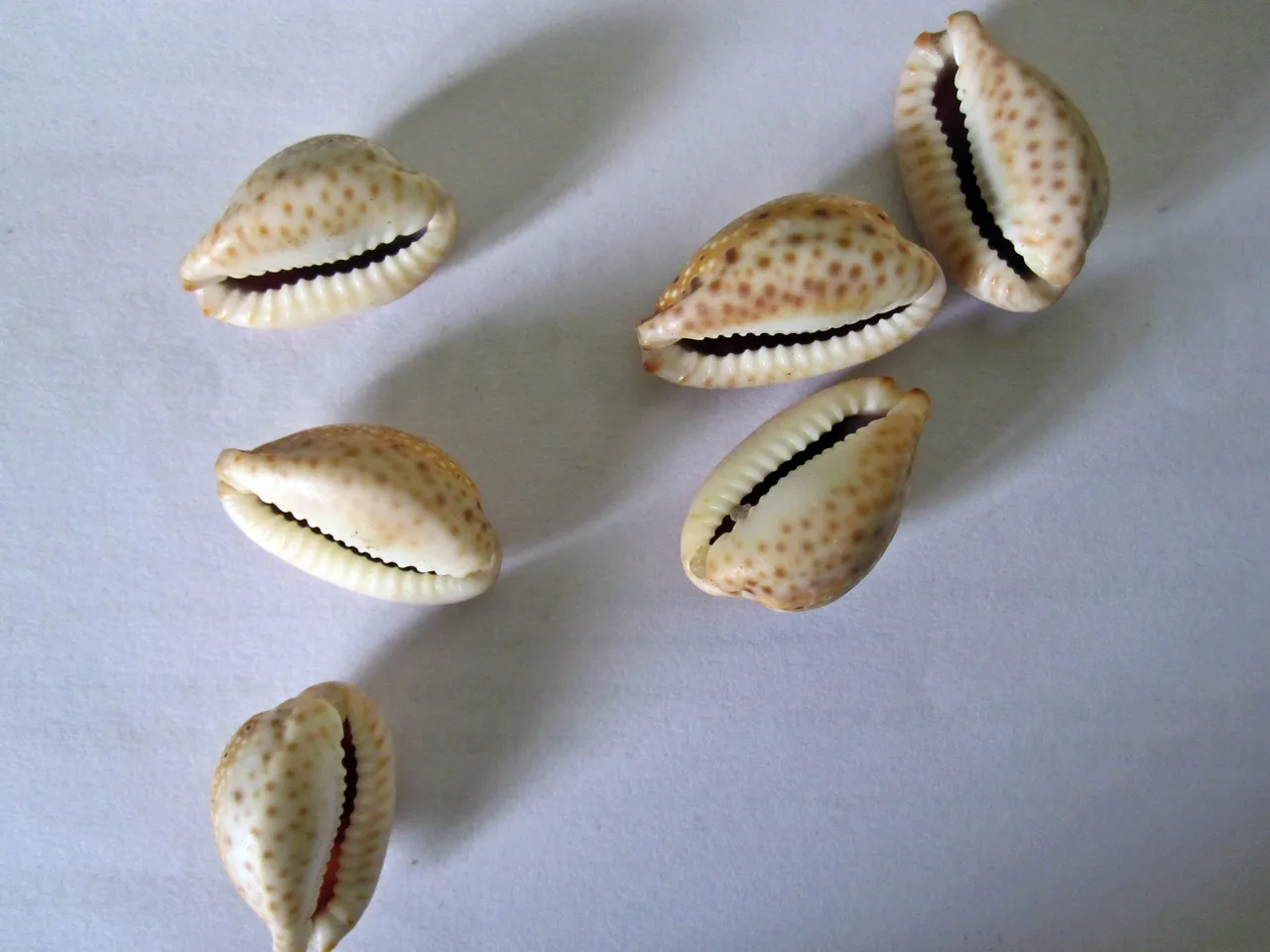 Cowrie_shells_-_sozhi_roll_of_6.jpg