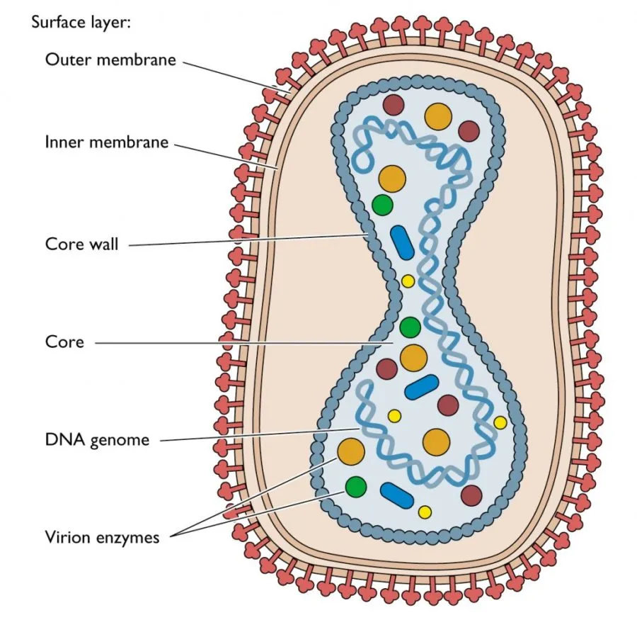 virus-diagram-structure-900x875.jpg